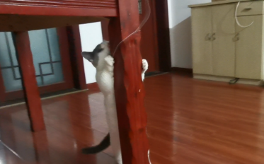 给猫星人这样东西，它立马疯了一样，玩一天都不会觉得腻