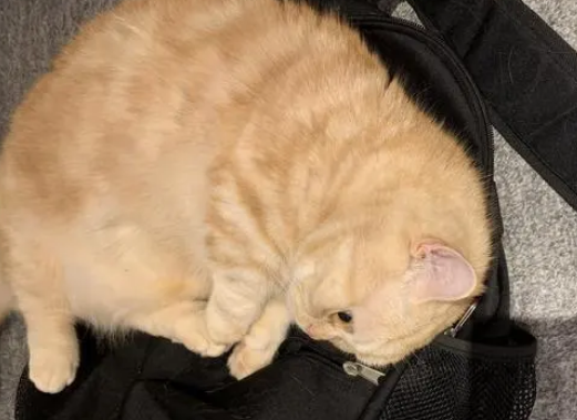 猫咪刚被收养时一脸愁容，一年后成萌猫
