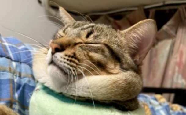 猫咪体重正常，嘴边肉却多到像自带围脖，主人特意澄清...