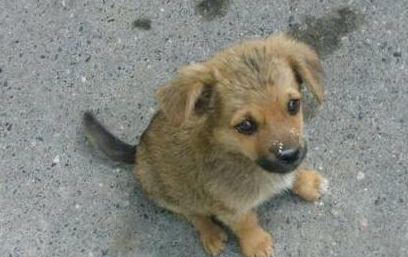 中华田园犬长大后大变样，大家看后直呼：真的是赚到了