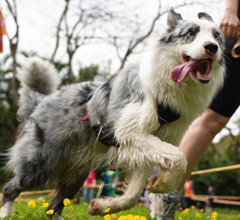 2025狗巴迪勇士赛首站鹏城开锣 超300组人犬拍档竞技