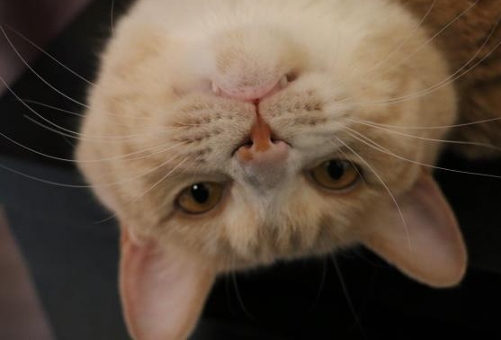 流浪橘猫每天按时来公司报道吃便当，胖成这样的流浪猫还是头回见