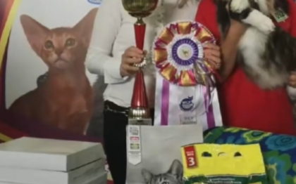 男子将名贵猫咪送到宠物医院进行体检，医院竟然把猫给劁了！