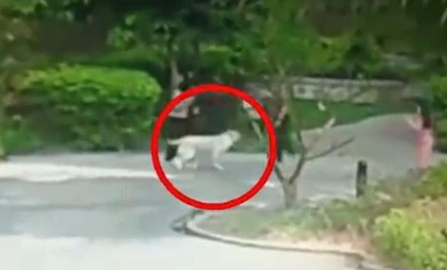 拉布拉多猛扑6旬老人，狗主人直接离开，以为老人也喜欢狗