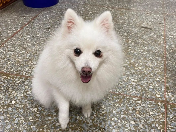 狐狸犬去美容院，以为会变美，回家后主人竟欲哭无泪问：“你是谁？