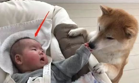 柴犬照顾小主人，因太“细心”而走红，宠主：它比我还上心