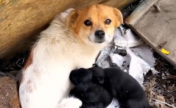 清理整治流浪犬，营造宜居好环境