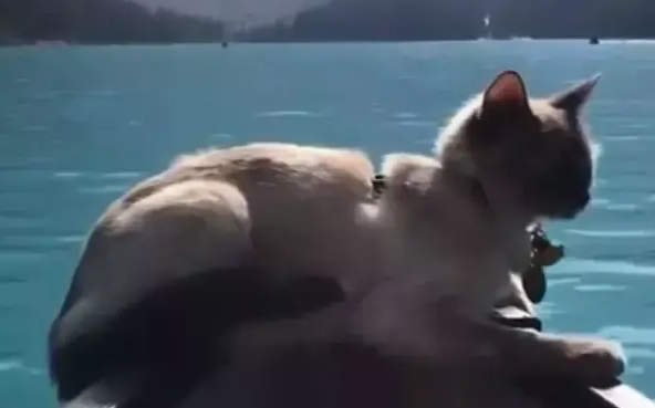 主人带猫咪一起游湖，猫咪淡定地趴在船头，这画面太美了