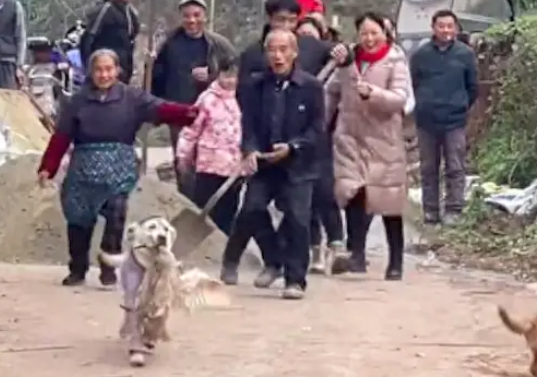 狗狗回村过年见有人在杀鸭子，叼起鸭子就跑，全村人都在后面追！