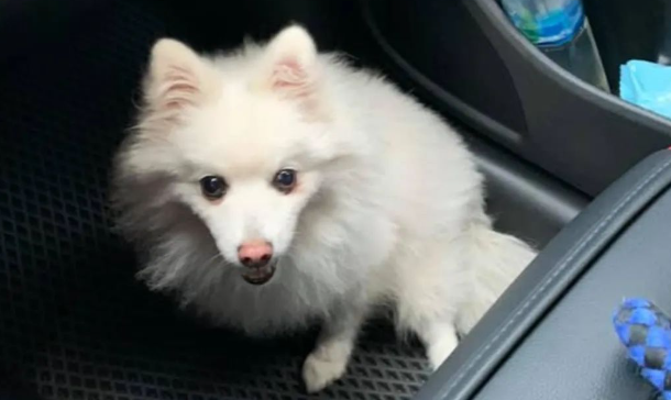 狐狸犬去美容院，以为会变美，回家后主人竟欲哭无泪问：“你是谁？