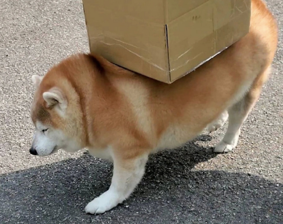 主人让柴犬驮着快递回家，它一副不情愿的模样，这是煤气罐吧