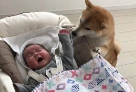 柴犬化身“狗保姆”，照顾小主人太细心走红，宠主：都是为了生活