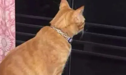 弟弟去世后，橘猫就变得成熟了许多，每天望着窗外发呆