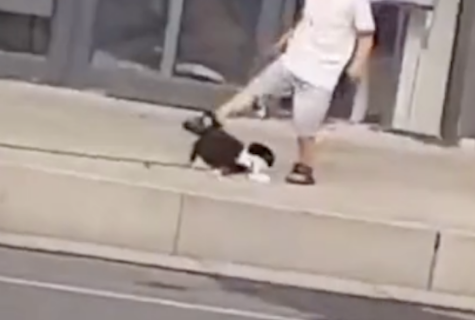 熊孩子去踢被拴在树上的猫，爷爷看到上去就打他屁股，给爷爷点赞