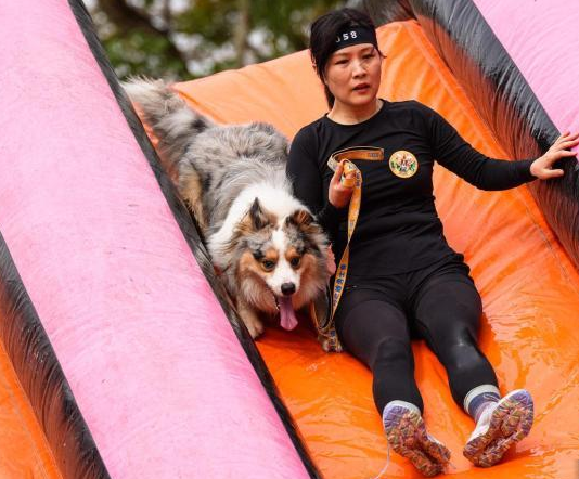 2025狗巴迪勇士赛首站鹏城开锣 超300组人犬拍档竞技