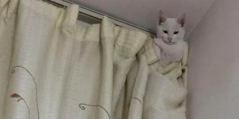 到家没看见猫咪，刚想出门去找，没想一抬头就看见墙角有个猫头