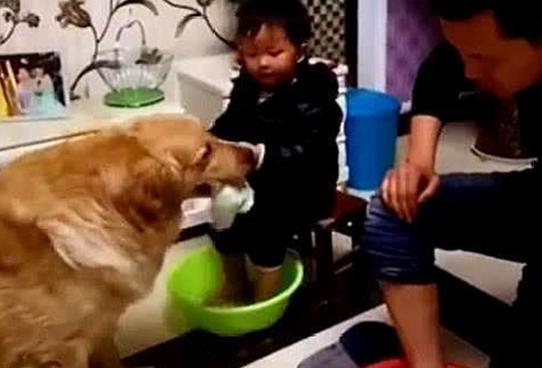 金毛对待主人和小主人时，截然不同的态度，主人：心机狗