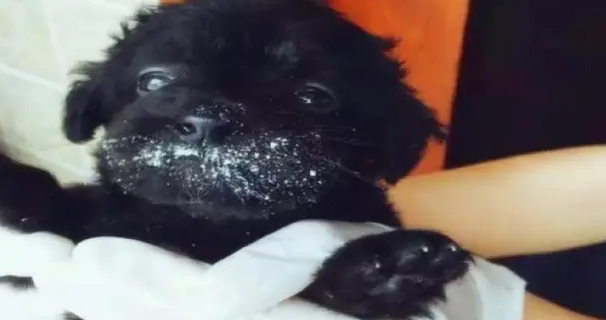 网友路边捡了只黑色的小狗，带回家后才发现。。。
