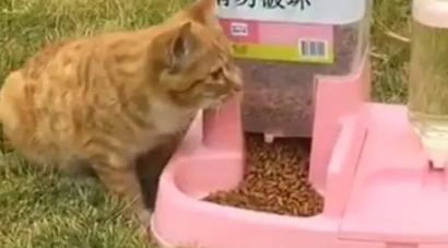 某物业给流浪猫准备了猫粮和水，行为特别的暖心，真是有心了