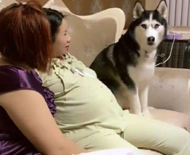 二哈守护怀孕的主人，任何人靠近孕妇都视为威胁！主人哭笑不得 