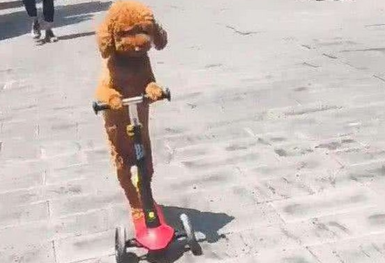 泰迪路边玩滑板车，姿势帅气，引路人称赞拍照，下一秒尴尬了！