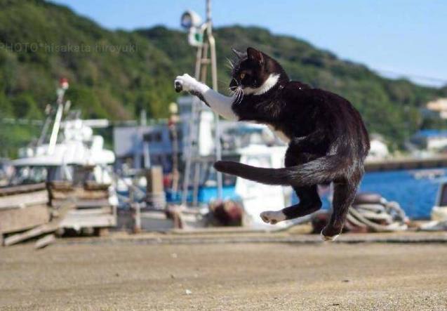 奶牛猫上下翻腾，非常灵活，像是一个会武功的绝世高手！