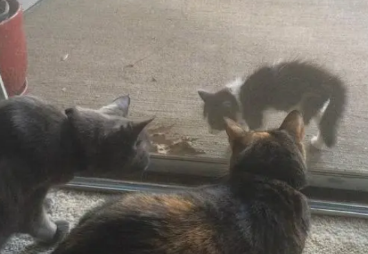 小猫主动求收养，不久后老猫去世，主人：老猫提前安排了接班人