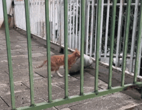 看哭了！猫咪拖着比自己大的猫窝走了很远，无数人想将它领养回家，却发现...