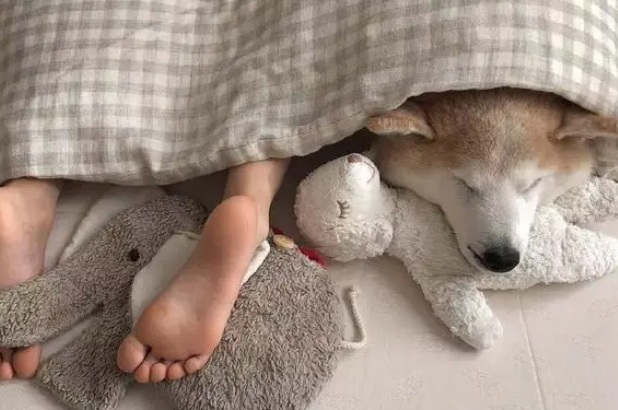 柴犬陪着小主人在家看动画片，主人特意的拍下了这一幕，暖哭了！