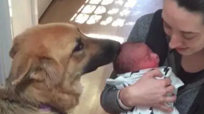 两只狼犬守门口迎接刚出院的妈妈，第一次见到宝宝的反应令人暖哭