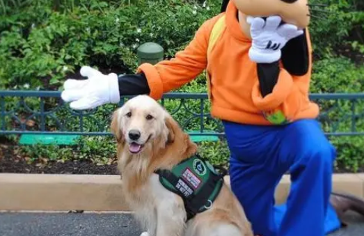 服务犬进入迪士尼玩，却被骂“不专业”！