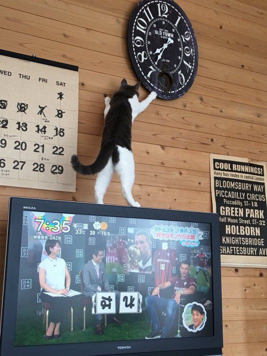 纳闷家里挂钟总是出错，直到看见奶牛猫伸出魔爪