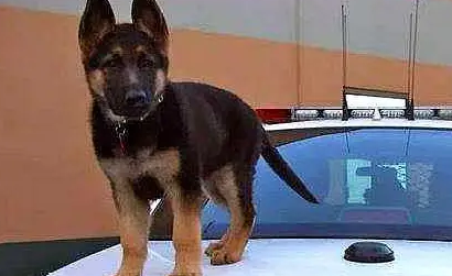 小警犬模拟考训练咬坏人，它撒小腿腿飞奔：你不准逃……