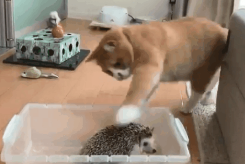 猫咪碰了刺猬就被扎，却还是忍不住想碰，主人：图什么？