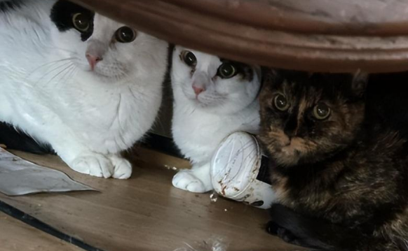 孤独死老人留下20只猫，满目疮痍的房子让人心惊…