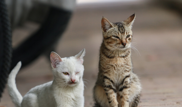 男子顺走酒友两只猫 猫恋旧主露马脚