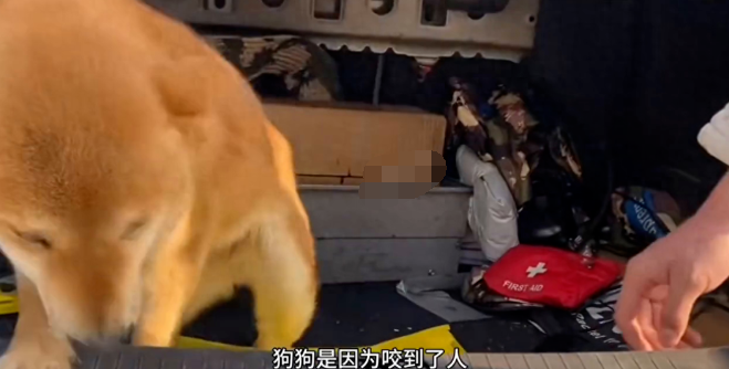 狗狗被主人硬生生打断了两条腿，太狠了