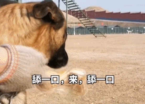 军犬的拒食考试有多离谱？狗子在前面跑，鸡腿后面追哈哈！