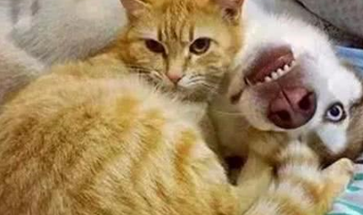 猫咪生下一窝小奶猫，并认哈士奇做干爹，不久后的变化令主人头疼