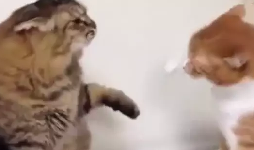 灰猫和橘猫打架，橘猫稳准狠占上风，大嘲花猫：就你那三脚猫功夫 g