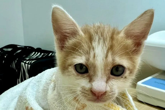 海边捡到流浪奶猫，于心不忍带回家后，直呼小流浪居然这么亲人！