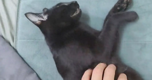 猫咪撞到女生的腿直接晕倒，当场就没了意识