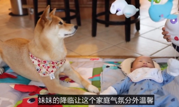 小主人看动画片，柴犬乖乖“举着”平板，狗：我为这个家操碎了心