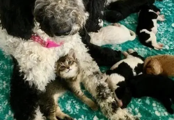 小奶猫生下就被“抛弃”，运气却不错，被狗妈当成自己的孩子照顾