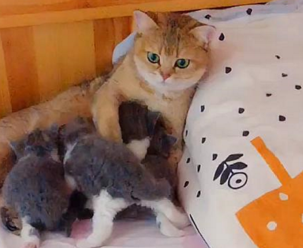 看到猫妈喂奶小奶猫毛色不对，主人提醒一句，猫妈脸色一变：我的 