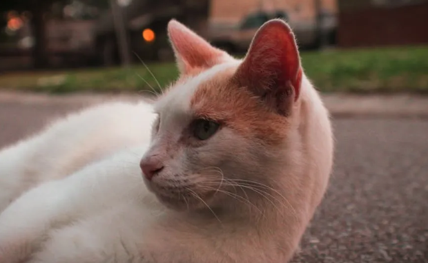 流浪猫被老人收养，成了小网红