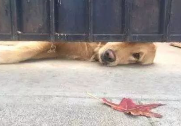 黄金猎犬每天塞门缝等“女朋友”放学
