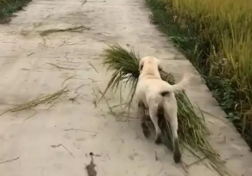 狗子看到主人辛苦也来帮忙，乡下的狗子早当家