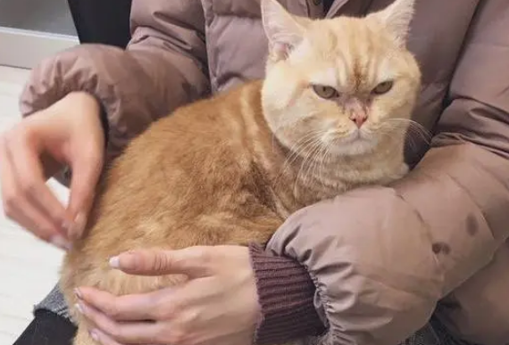 猫咪刚被收养时一脸愁容，一年后成萌猫