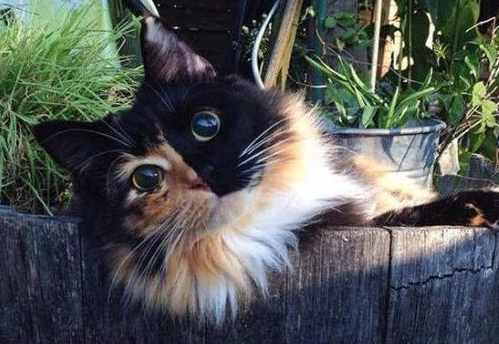 法国的盲眼玳瑁猫Jasmine被好心猫奴领养，受到了无微不至的照顾